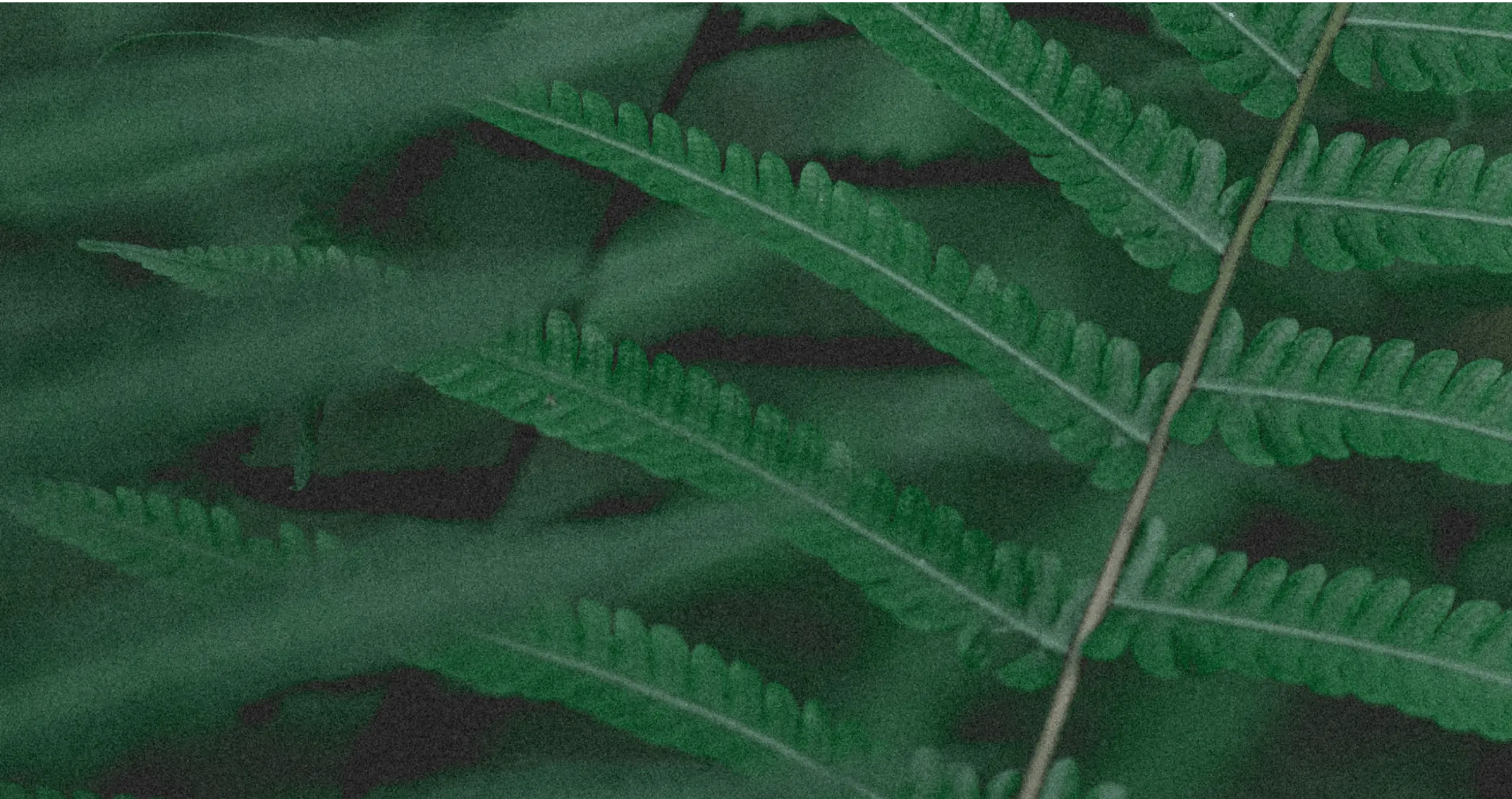 画像：葉っぱの写真